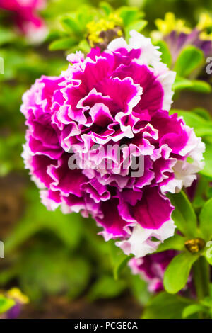 Petunia doppia Foto Stock