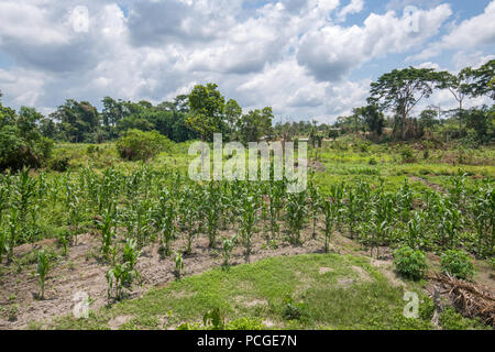 Gli stocchi mais (Zea mays) crescere in Ganta, Liberia Foto Stock