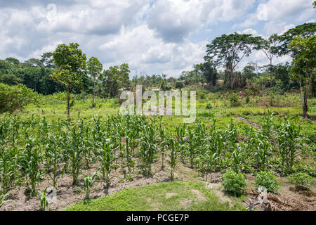 Gli stocchi mais (Zea mays) crescere in Ganta, Liberia Foto Stock