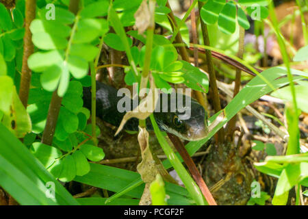 Southern Black Racer Snake (Coluber constrictor ssp. priapo) Peaking fuori delle boccole di Stuart, Martin County, Florida, Stati Uniti d'America Foto Stock