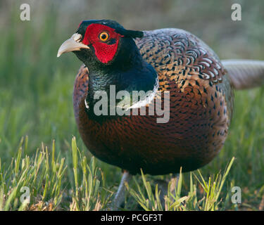 Anello maschio colli (Fagiano Phasianus colchicus) Foto Stock