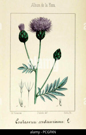 Album de la flora médico-farmacéutica é industriale, indigena y exótica (Pl. 66) Foto Stock