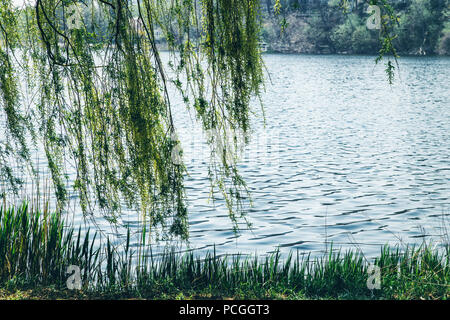 Bella fata magia sognante salice piangente rami dal lago fiume acqua tonica con filtri instagram rétro in stile vintage Foto Stock