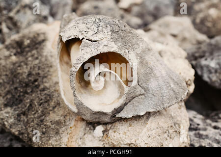 Gran bella rottura antico oceano vecchio seashell shell su rocce pietre al di fuori in natura, tonica con filtri instagram, sbiadite look color pastello, cl Foto Stock