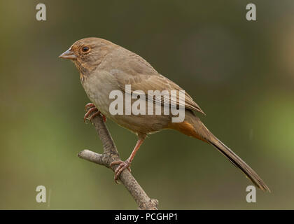 California Towhee (Melozone crissalis), Sacramento County in California Foto Stock