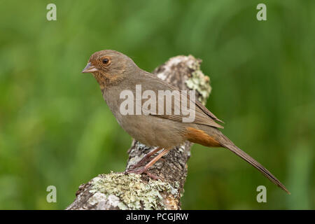 California Towhee (Melozone crissalis), Sacramento County in California Foto Stock