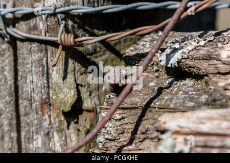 Close-up di chiodi e filo spinato su un fungo coperto palo da recinzione. Foto Stock