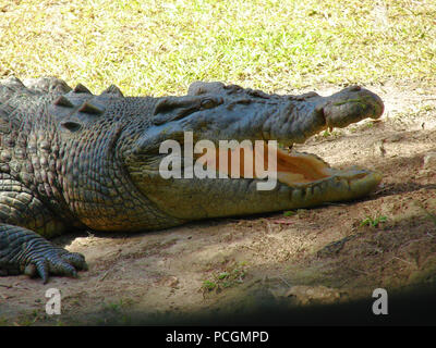 L'Australiano coccodrillo di acqua salata (Crocodylue porosus) in cattività. Nel selvaggio è un predatore apex e il più grande di tutti i viventi di rettili. Foto Stock