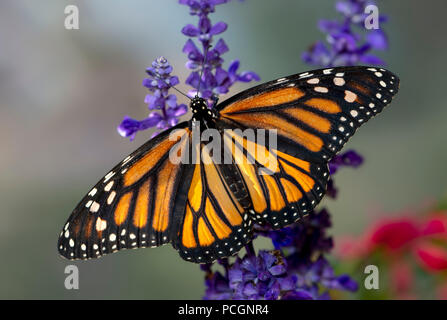 Farfalla monarca Danaus plexippus femmina con ali stese su viola Salvia piccioli Foto Stock