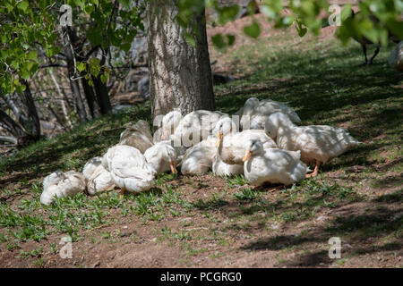 American Pekin, Bianco Pekin o Long Island anatre (Anas platyrhynchos) all'Alberta rapace centro in Coaldale, Alberta, Canada Foto Stock