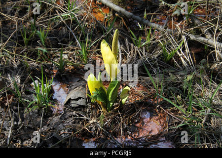 Una Skunk cavolo emergente da una patch fangoso lungo il lato di un fiume nella foresta Foto Stock