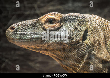 Drago di Komodo profilo vista da vicino. Foto Stock