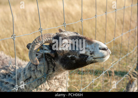 Pecore a rete metallica recinzione al capo, Arkona Putgarten, Rügen, Meclenburgo-Pomerania Occidentale, Germania, Europa Foto Stock