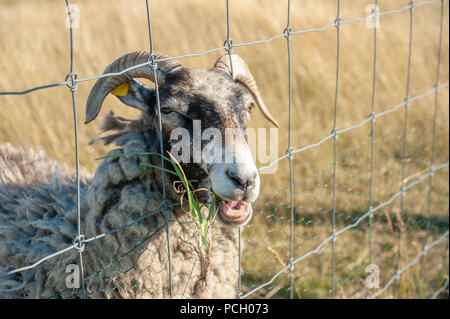 Pecore a rete metallica recinzione al capo, Arkona Putgarten, Rügen, Meclenburgo-Pomerania Occidentale, Germania, Europa Foto Stock