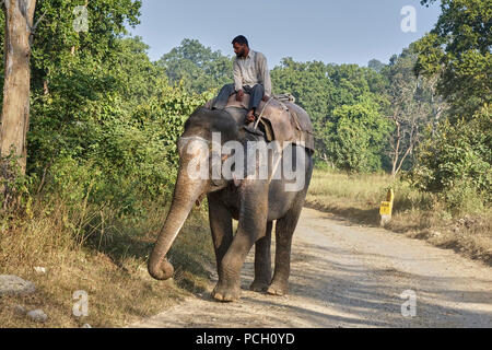 Jim Corbett National Park Uttarakhand India Foto Stock