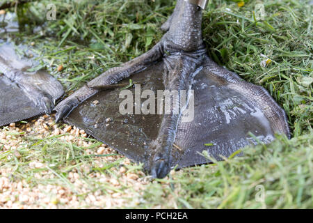 Vista dettagliata del piede a gambo del cigno Cygnus olor Abbotsbury Swannery Dorset Foto Stock