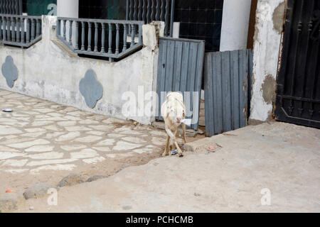 Affamato di capra senegalese è mangiare la carta in Yoff Dakar, Senegal. Foto Stock