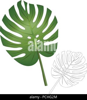 Philodendron Monstera Leaf isolati su sfondo bianco. Illustrazione Vettoriale. Illustrazione Vettoriale