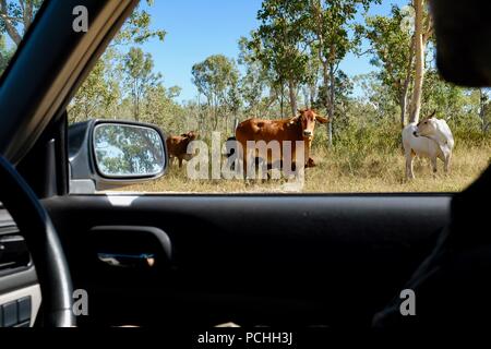 Brahma il bestiame come visto attraverso una finestra di auto, Townsville, Queensland, Australia Foto Stock