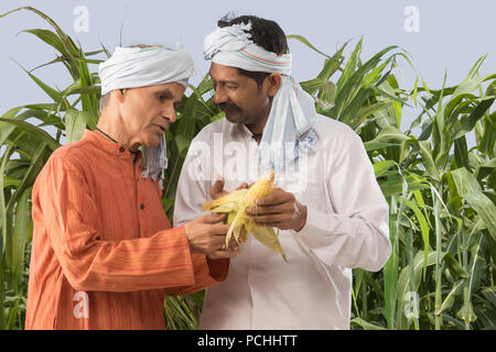 Due agricoltori azienda appena raccolto il mais dal campo Foto Stock