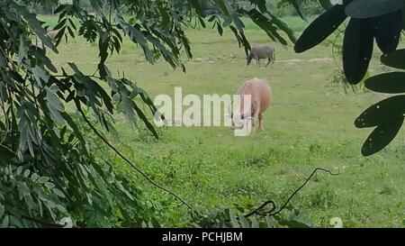 Rosa buffalo mangiare erba in un campo Foto Stock