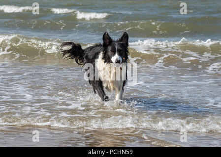 Border Collie cane godersi il tempo giocando in mare a Conwy sands beach, Llandudno, il Galles del Nord. Foto Stock