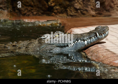 Dark scuoiate coccodrillo verde in presenza di luce solare galleggiante in acqua Foto Stock