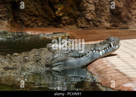 Dark scuoiate coccodrillo verde in presenza di luce solare galleggiante in acqua Foto Stock