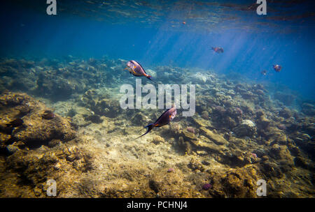 Corallo e pesce-chirurgo nel Mare Rosso. Egitto, Africa Foto stock - Alamy