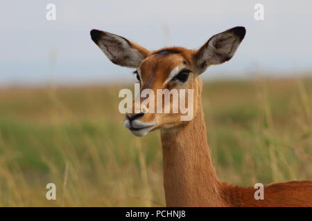 Kenya: grandi alfa Leone al Massai Mara, giovani donne Giraffa presso il centro una giraffa di Nairobi, Impala al Parco Nazionale Tsavo Est Foto Stock