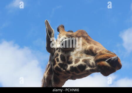 Kenya: grandi alfa Leone al Massai Mara, giovani donne Giraffa presso il centro una giraffa di Nairobi, Impala al Parco Nazionale Tsavo Est Foto Stock