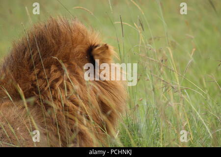Kenya: grandi alfa Leone al Massai Mara, giovani donne Giraffa presso il centro una giraffa di Nairobi, Impala al Parco Nazionale Tsavo Est Foto Stock