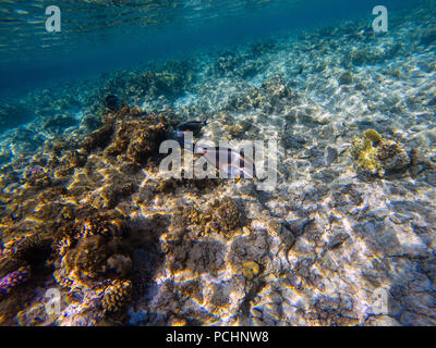 Sohal surgeonfish (Acanthurus sohal) nuotare in acque poco profonde oltre la barriera corallina che riflette nella superficie dell'acqua. Foto Stock