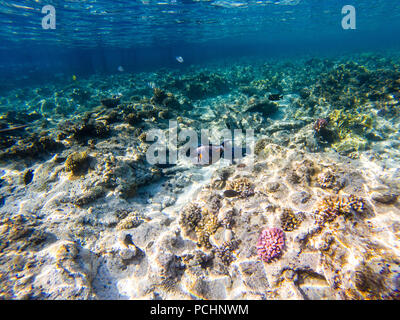 Sohal surgeonfish (Acanthurus sohal) nuotare in acque poco profonde oltre la barriera corallina che riflette nella superficie dell'acqua. Foto Stock