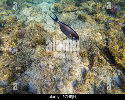 Sohal pesce chirurgo presso il Red Sea Coral reef Foto Stock