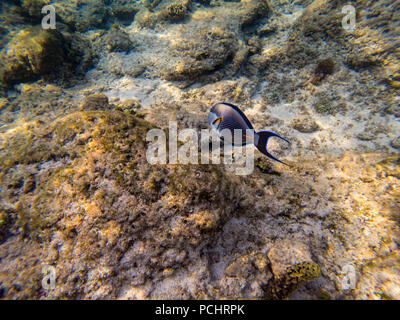 Sohal pesce chirurgo presso il Red Sea Coral reef Foto Stock