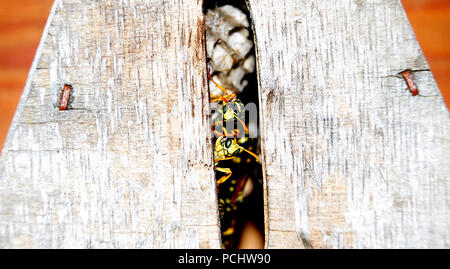 Nei maschi di Polistes dominula, la carta europea wasp guardando fuori di ingresso di un insetto hotel Foto Stock