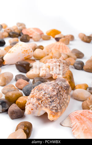 Conchiglie di mare e la spiaggia di ciottoli di raccolta Foto Stock