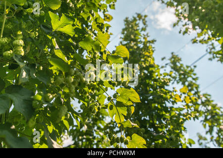 Verdi campi di luppolo Foto Stock