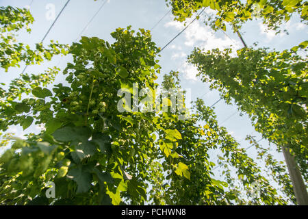 Verdi campi di luppolo Foto Stock