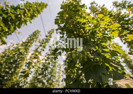Verdi campi di luppolo Foto Stock