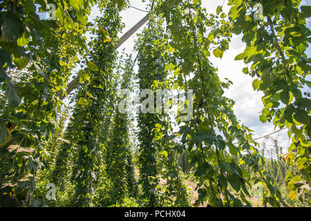 Verdi campi di luppolo Foto Stock