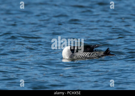 Loon comune (Gavia immer) negli allevamenti di colorazione per adulti nuoto sull'acqua. Foto Stock