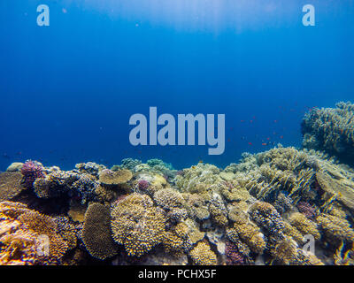 Coral reef di corallo di ramificazione e colorati pesci tropicali nuoto sott'acqua in una naturale ecosistema marino attirare eco-turismo e subacquei Foto Stock