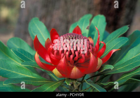 (WARATAH TELOPEA SPECIOISSIMA) l'emblema floreale del Nuovo Galles del Sud, Australia Foto Stock