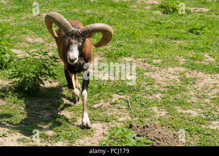 Un muflone (Ovis orientalis orientalis) guardando direttamente nella fotocamera close-up con spazio di copia Foto Stock