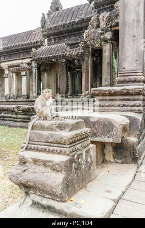 Lunga coda Macaque monkey con mango fruit, Angkor Wat, Cambogia Foto Stock