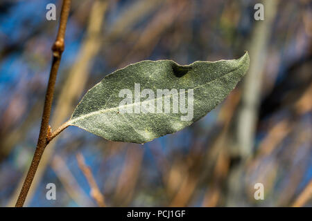 Un distinto foglia secca dei tempi d'Autunno Foto Stock