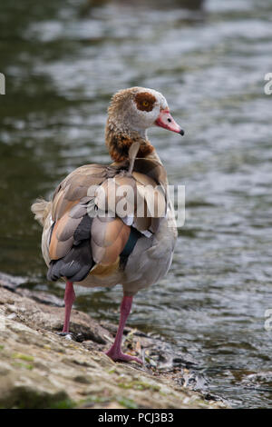 Foto di una bella oca egiziana in piedi sul bordo di un lago Foto Stock