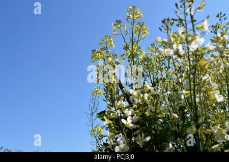 Close-up di Broccolini Bloom, Natura Foto Stock